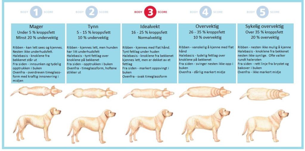 Sjekk om din hund er overvektig Hundehelse.no