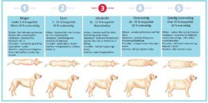 Bodyscore hund skjema2