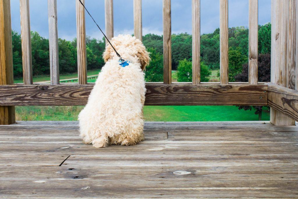 Hva gjør jeg når hunden har kennelhoste? Hundehelse.no